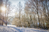Fototapeta Natura - Schneelandschaft Laubbäume im Winter mit Schnee im Gegenlicht