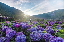 Purple Flowering Plants In Mountains Against Sky