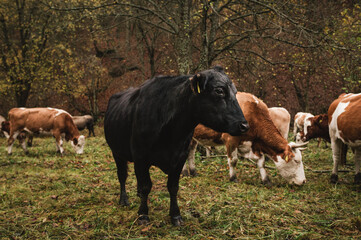 Portrait of black and cute cow with other cows in herd on pasture near the forest in autumn time. Group of cows posing to camera. Dark beautiful cow on the green grass in fall.