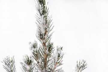 Wall Mural - Christmas tree decoration. Merry Christmas concept. Small tree isolated on white background.