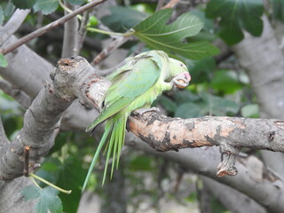 Wall Mural - Green papga is eating a nut on a tree