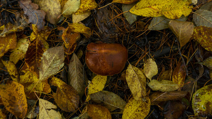 mushrooms in the autumn forest