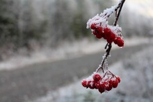 Close-up Of Frozen Red Berries On Branch During Winter