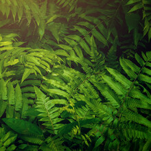 High Angle View Of Fern Leaves