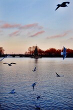 Seagulls Flying Over Lake Against Sky During Sunset
