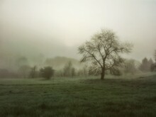 Scenic View Of Grassy Field In Foggy Weather
