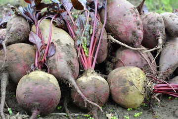 Wall Mural - In a pile on the field are harvested red table beets.