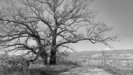  Black and white scene of tree and road.