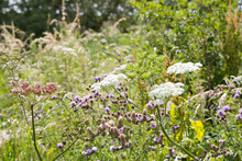Wild Flowers In UK Meadow
