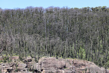 Photograph Showing Regrowth Of Trees Post 2020 Wild Fires In The Blue Mountains National Park; NSW Australia