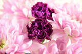 Fototapeta Kwiaty - Chrysanthemums and carnations pink and violet flowers for bacground chryzantemy i goździki romantyczne i delikatne tło kwiatowe