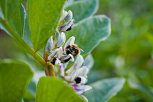 Broad Beans With Flowers And Bee Pollinating In The Vegetable Garden.