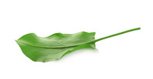 Fresh Green Single Sorrel Leaf Isolated On White