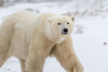 one single male polar bear looking towards the camera with grass, snowy snow landscape tundra in cam