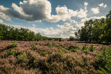 Blühende Heidelandschaft in der Lüneburger Heide