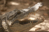Fototapeta Do akwarium - closeup nature  -  photography of a big crocodile head, with mouth open, outdoors on a sunny day in Katchikally, Gambia, Africa