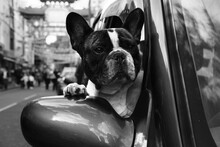 Close-up Of French Buldog Hanging Outside Of Car Window