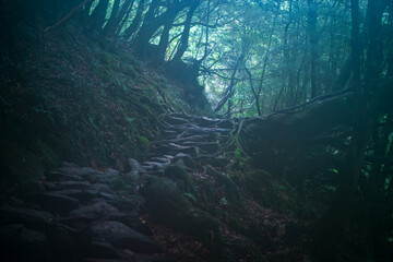 Canvas Print - fog in the forest