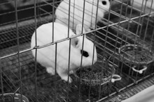 Close-up Of Rabbits In Cage
