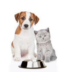 Poster - Puppy and kitten sit in front view and wait a food together. isolated on white background