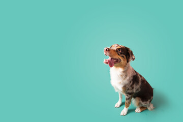 Wall Mural - Happy Dog on Colored Background