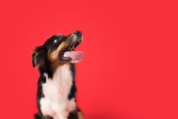 Wall Mural - Happy Dog on Colored Background