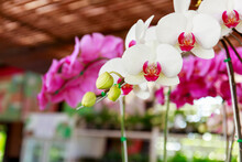 Close Up Of Pink White Phalaenopsis Orchid Blossom In Flower Shop