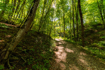 Fototapeta walking pathway in forest or park. the sun's rays make their way through the foliage