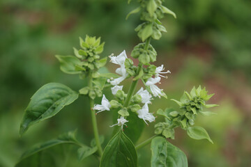 Wall Mural - Close-up of Basil plant in bloom with little white flower on branch. Ocimum basilicum on selective focus