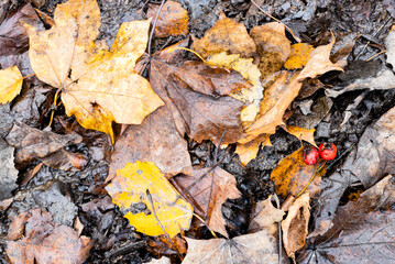 Canvas Print - top view of wet fallen leaves and ripe hawthorn berries on ground after autumn rain