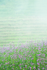 Wall Mural - Flowers, trees, mountains and fog