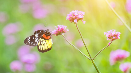 Canvas Print - Butterflies and flowers in nature