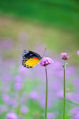 Canvas Print - Butterflies and flowers in nature