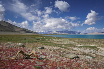 Colorful landscape view of Karakul lake shore, with Muskol mountain range in background and Marco Polo sheep skull,  Murghab, Gorno-Badakshan, Tajikistan Pamir