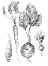 Beets, Carrots, Radishes, A Set Of Vegetables Hand Drawing