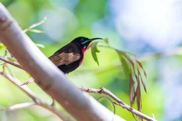 Poster - beautiful bird Scarlet-chested Sunbird on tree - Lake Ziway or Lake Ziway - Ethiopia wildlife, Africa