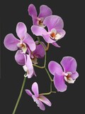 Fototapeta Storczyk - lila flowers of orchid Phalaenopsis close up
