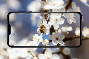 Fototapete - Mobile phone photography concept illustration, smartphone with bee on cherry tree flower in spring