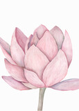 Fototapeta Storczyk - Delicate semi-open pink lotus flower isolated on white background