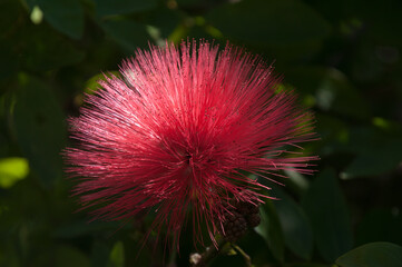 Wall Mural - Sydney Australia, ray of sunlight on Calliandra haematocephala or red powderpuff flower