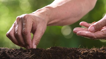 Poster - Farmer's hand planting seed in soil