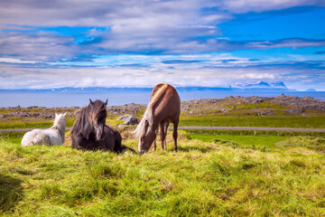 Wall Mural - Beautiful Icelandic horses grazed