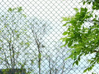 Wall Mural - green leaf on branch with wire mesh of fence and blur of tree background