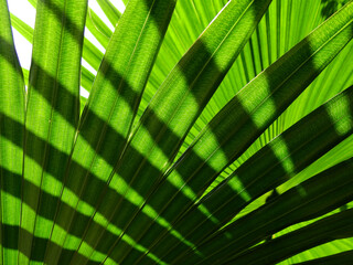 Poster - texture of green palm leaf with line