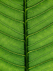 close up view of green plumeria leaf texture