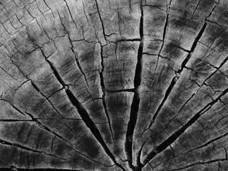 texture of tree stump wood, black and white style