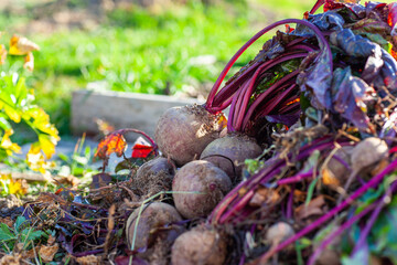 Wall Mural - Beet harvest at a bed in the garden