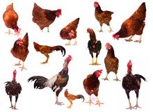 Multiple Image Of Chickens Against White Background