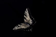Close-up Of Butterfly Over Black Background
