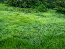 Green Grass Tall In Meadow